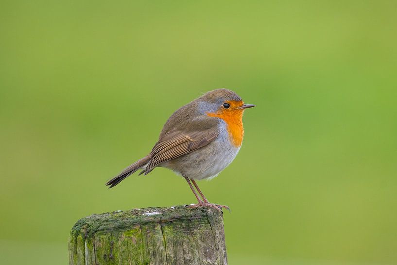 Roodborst - Vogels van Rick Goede