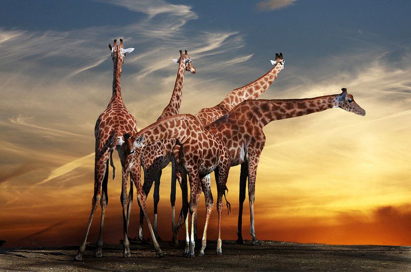 girafes meeting, Anna Cseresnjes by 1x