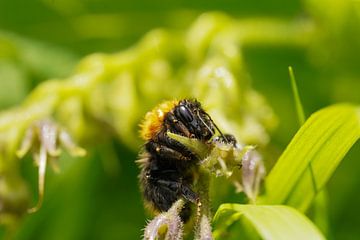 Bij na een regenbui op groen gras van Barry van Rijswijk