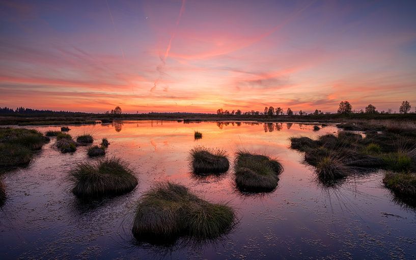 Brackvenn, Hohes Venn, Belgien von Alexander Ludwig