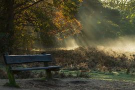 Zitbank in bos met mist van Frits Hogewoning