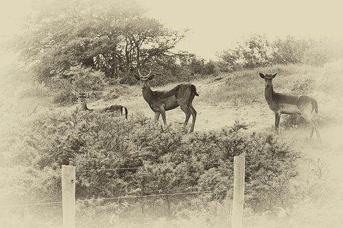 paysage Renesse sur appie bonis