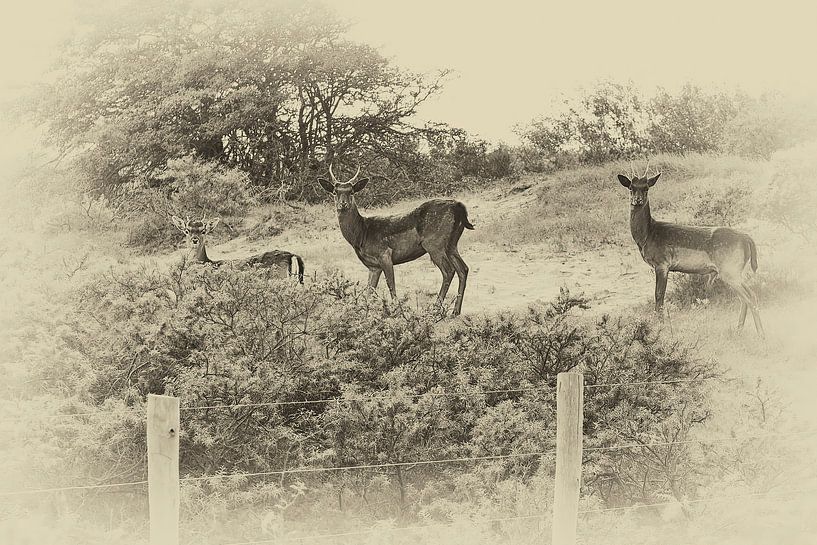 landscape Renesse by appie bonis