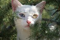 Freches weißes Kätzchen klettert in einen Nadelbaum von Gert van Santen Miniaturansicht