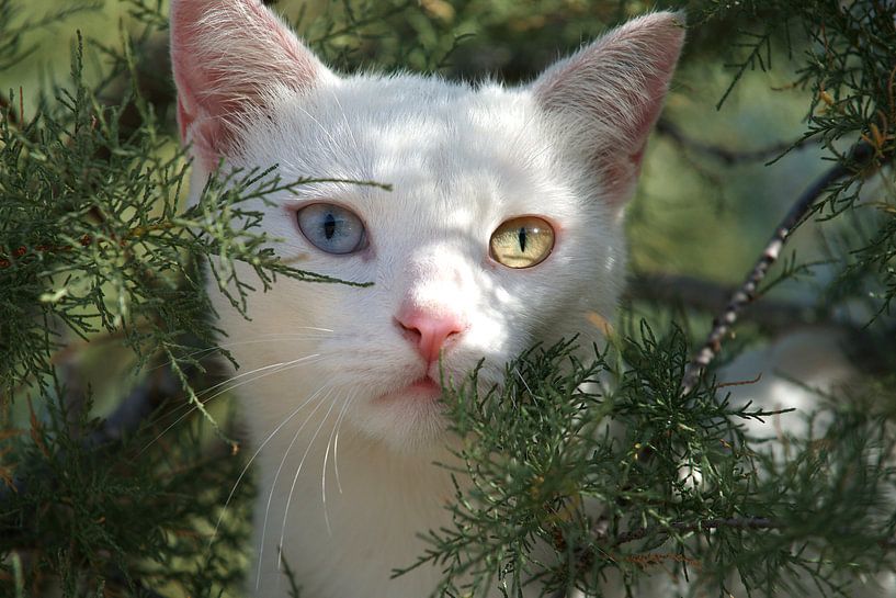 Freches weißes Kätzchen klettert in einen Nadelbaum von Gert van Santen