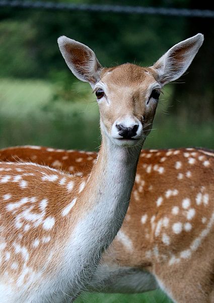 Deer by Simon E