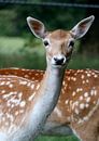 Deer by Simon E thumbnail