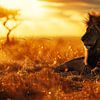 Lion à l'heure d'or en Afrique sur Digitale Schilderijen