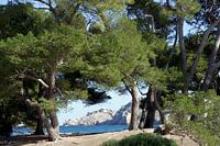 uitzicht op de middellandse zee door pijnbomen in mallorca