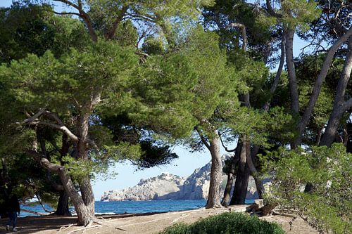 uitzicht op de middellandse zee door pijnbomen in mallorca