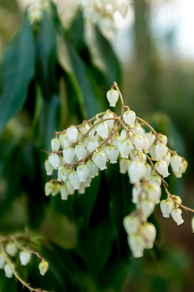 plantes botaniques et fleurs art | photographie d'art floral par Karijn | Fine art Natuur en Reis Fotografie