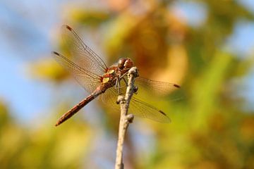 Heidelibel in Herbstfarben von Johanna Oud