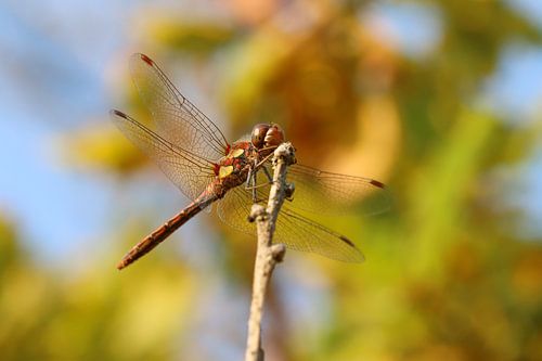 Heidelibel in herfstkleuren