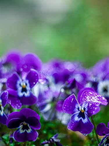 Een samenzijn van Viooltjes