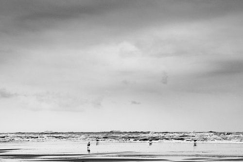 Meeuwen aan de Noordzee
