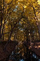 Stream of gold in Clingendael estate