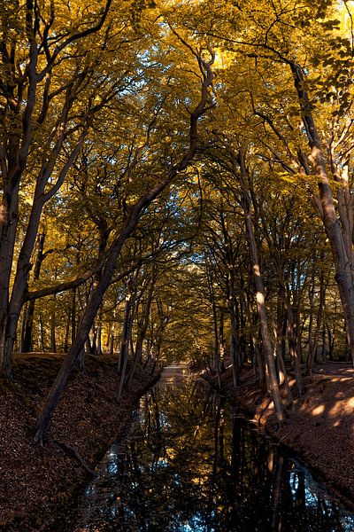 Stream of gold in Clingendael estate by Robert Jan Smit