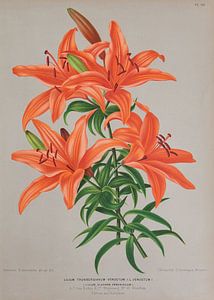 Lys orange