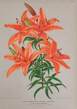 Orange lilies by Teylers Museum