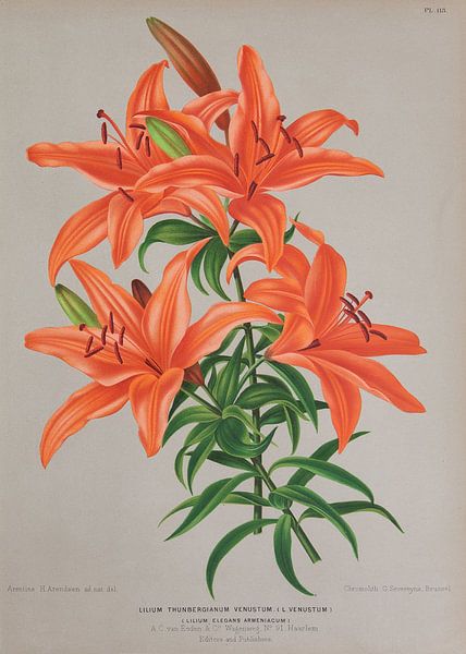 Lys orange par Teylers Museum