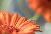 Orange Gerbera with water drop