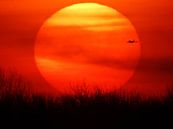 Sonnenuntergang mit vorbeifliegendem Flugzeug von El'amour Fotografie Miniaturansicht