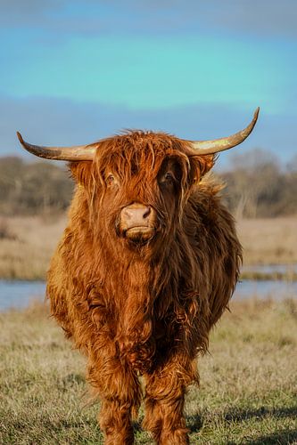 Schottischer Highlander 1