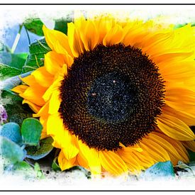 Sonnenblume von Frank Dotulong
