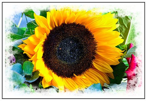 Tournesol
