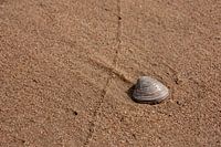 Shell on the beach