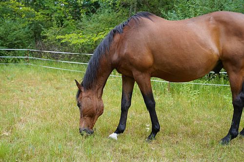 Trakehner Feldmeyer in de wei