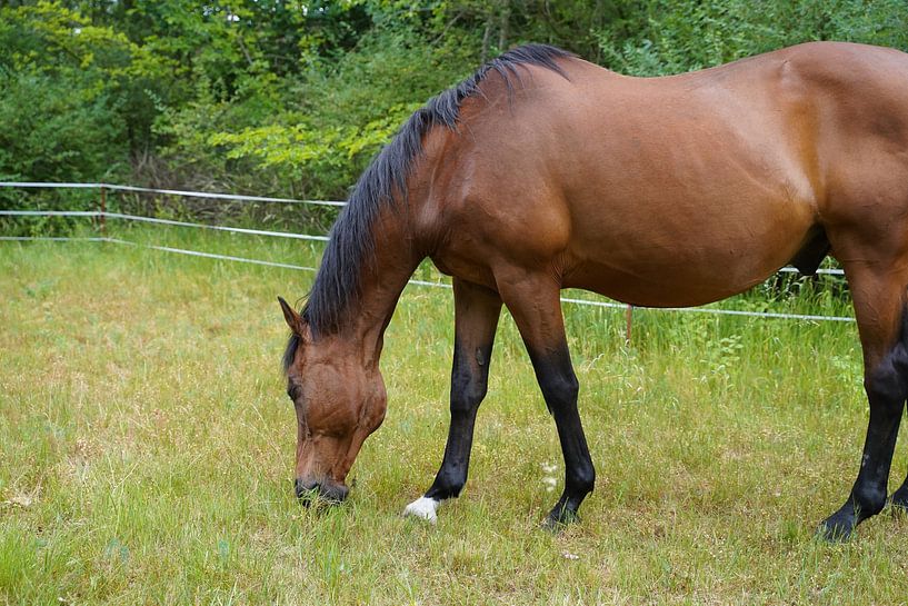 Trakehner Feldmeyer in the pasture by Babetts Bildergalerie