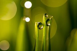 Water drops on green grass blades by Paul Wendels