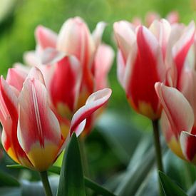 Tulpen von Linda de Klein
