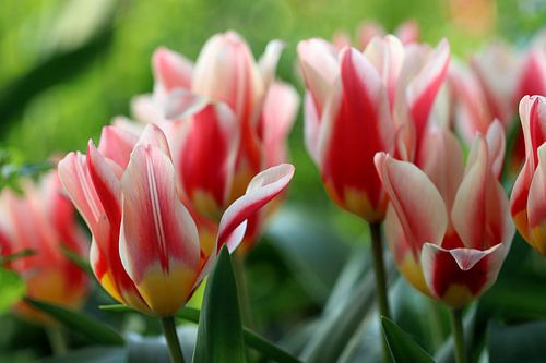 Tulips