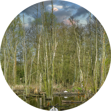 Landschap in het natuurpark Schwalm-Nette