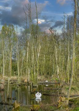 Landschaft im Schwalm-Nette Naturpark von Peter Eckert