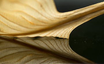 Double gold (spiegeling van een goudgeel blad met nerven) van Birgitte Bergman