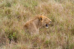 Löwen in der Masai Mara