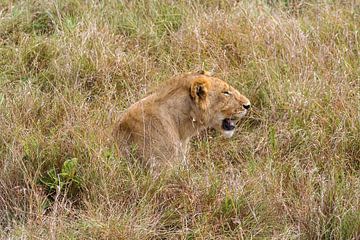 Löwen in der Masai Mara von Roland Brack