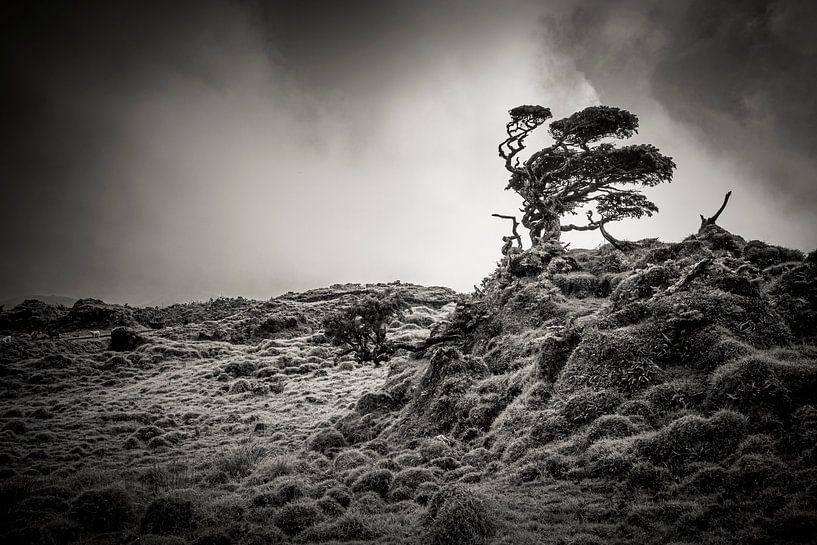 Paysage avec un arbre déformé par le vent par Marcel Bakker