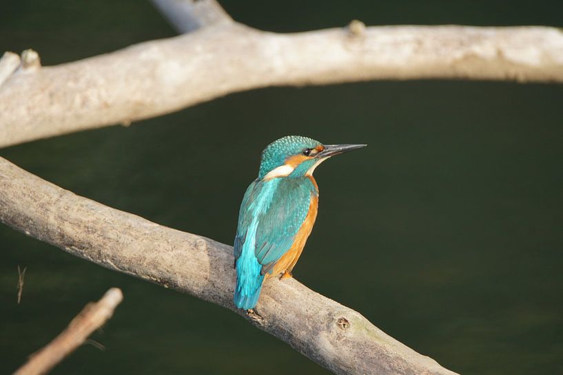 Martin-pêcheur / Kingfisher (Alcedo atthis) par Hendrie