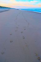 Footsteps of a couple in the sand on the beach
