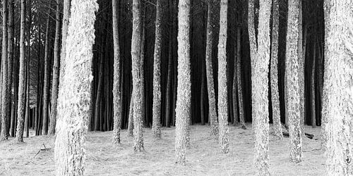 Forêt n° 2