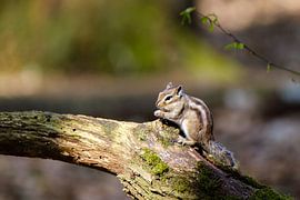Siberian squirrel by Joke Beers-Blom