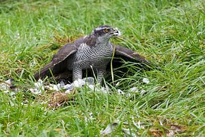Falke