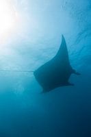 Mantarog op Bali