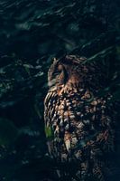 Special owl