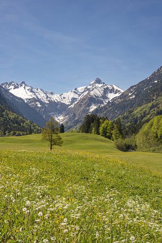 Between meadow and summit - the magic of the Trettachspitze by Walter G. Allgöwer