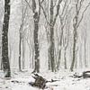 Grosse averse de neige dans la forêt de hêtres sur Cor de Hamer